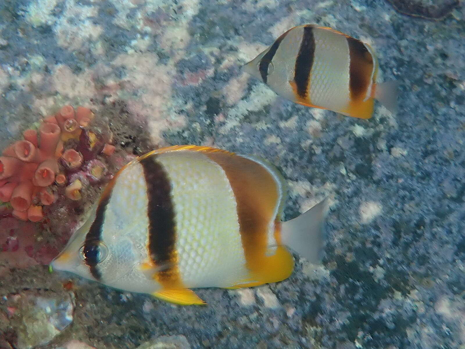 Image of Three-banded Butterflyfish