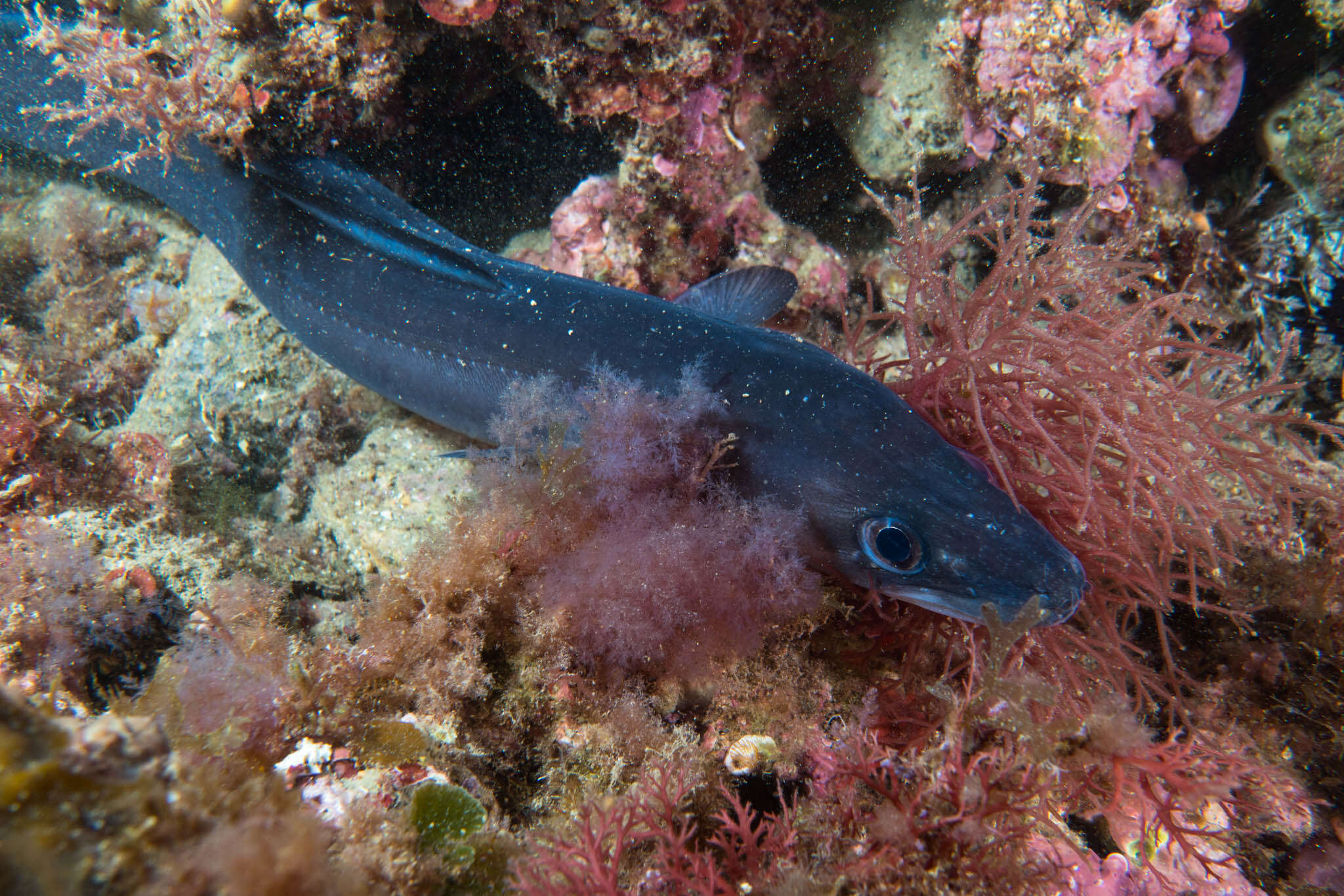 Image of Conger Eel