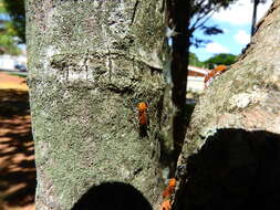 Cephalotes clypeatus (Fabricius 1804) resmi