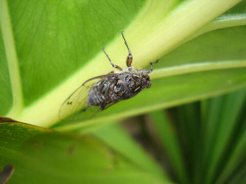 Image of clapping cicada