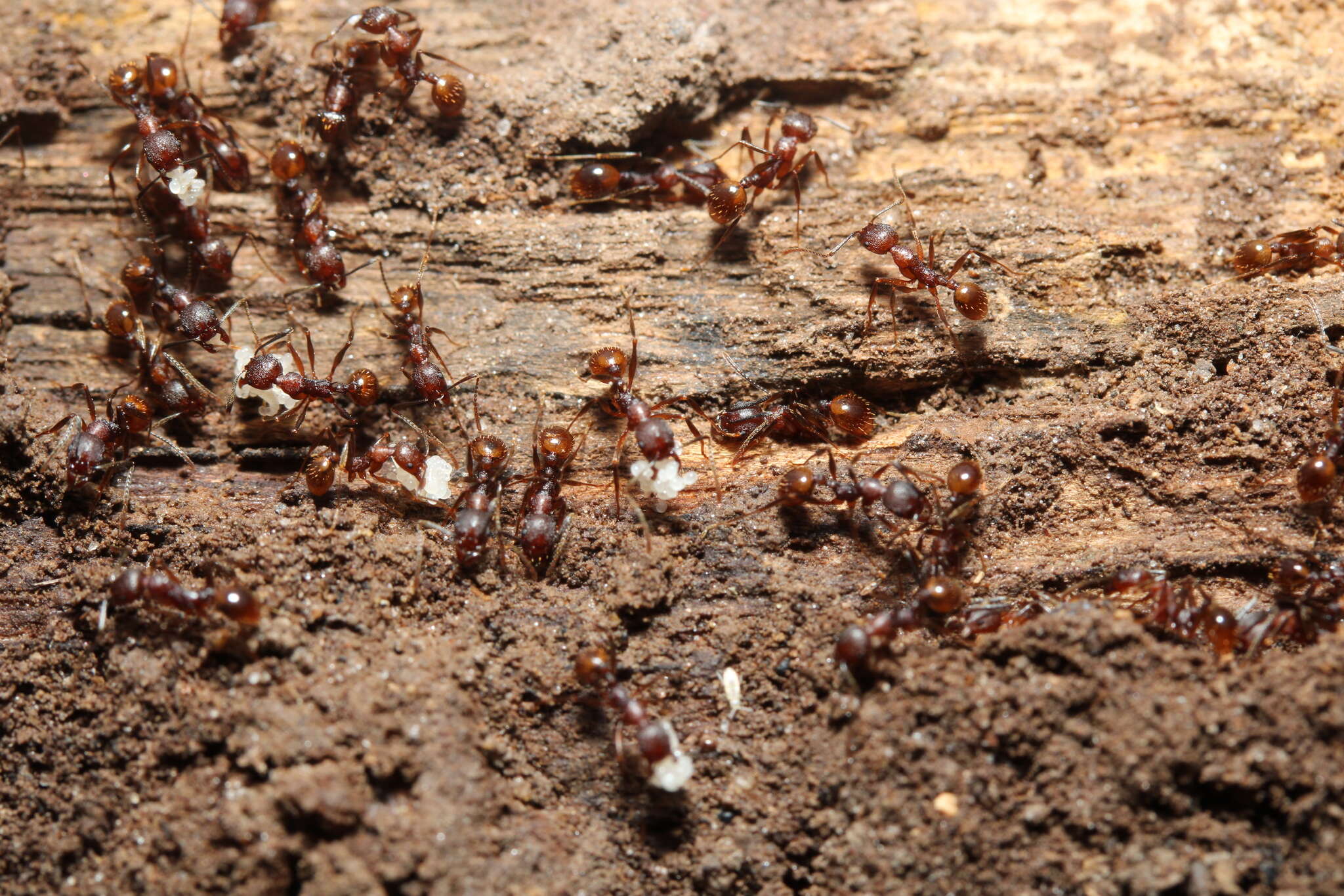 Image of Aphaenogaster fulva Roger 1863