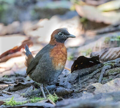 Image of Rufous-breasted Antthrush