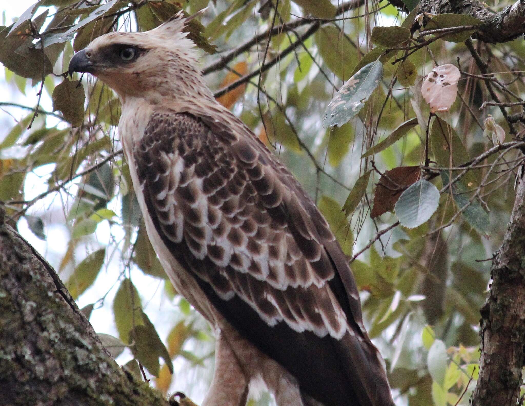 Nisaetus nipalensis Hodgson 1836 resmi