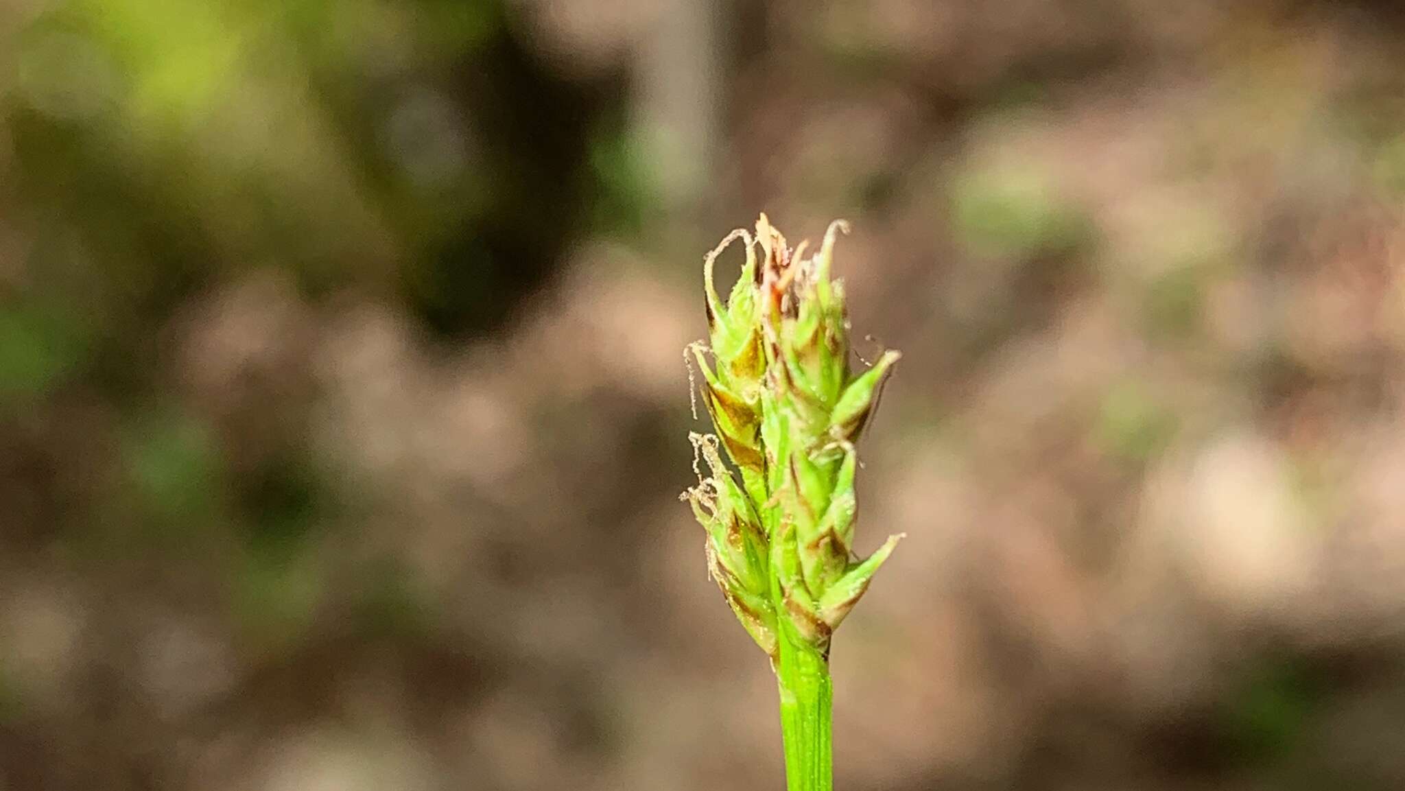 Image of Peck's sedge