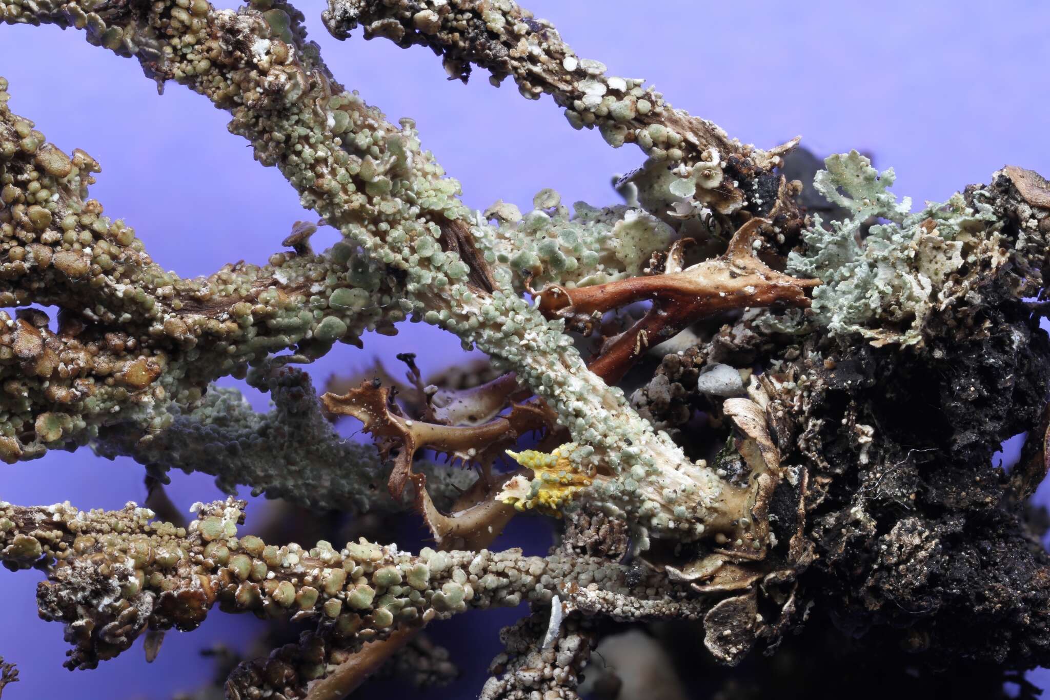 Image of largeleaf cup lichen