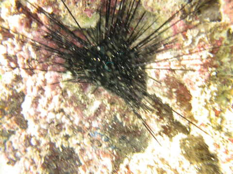 Image of Banded diadem urchin