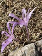 Imagem de Colchicum variegatum L.