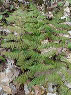 Image de Dryopteris triploidea Wherry