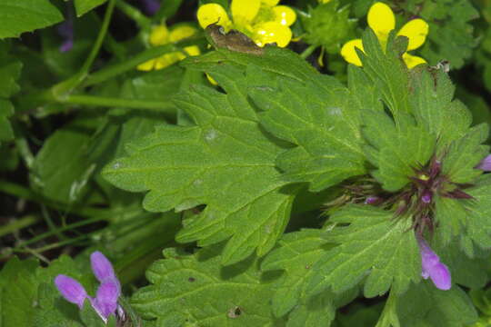 Image of Lamium purpureum var. hybridum (Vill.) Vill.