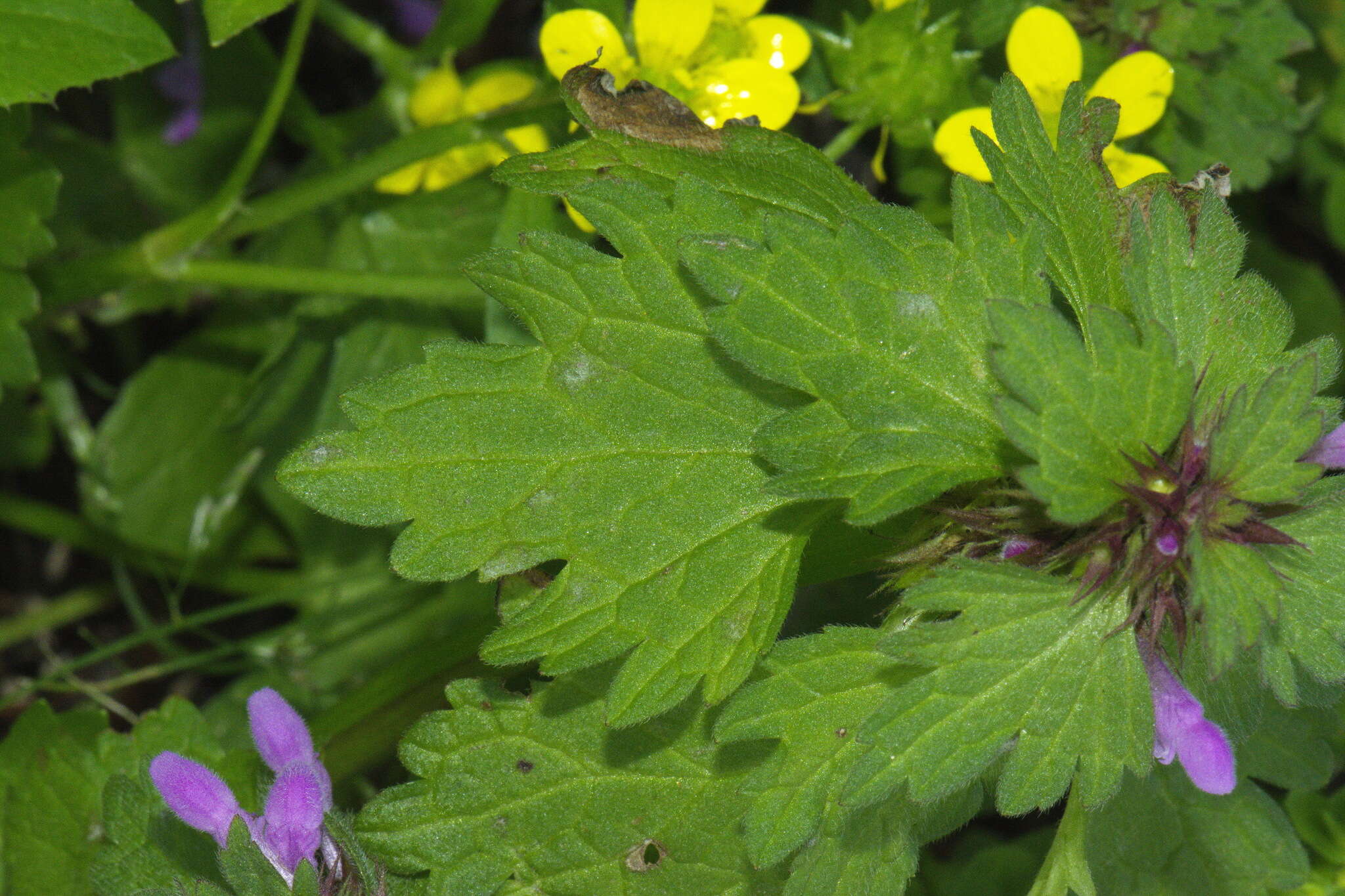 Слика од Lamium purpureum var. hybridum (Vill.) Vill.