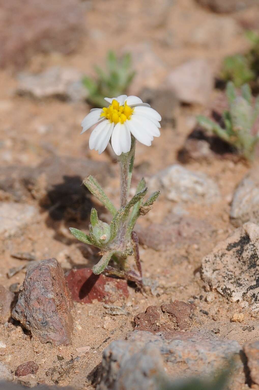 Image of white easterbonnets