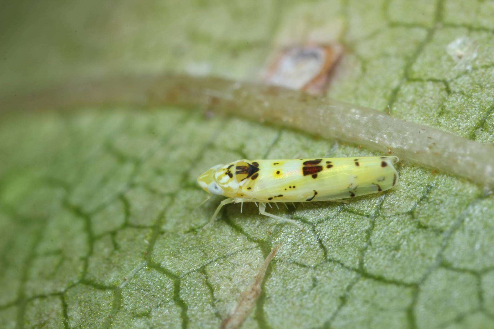 Plancia ëd Limassolla (Limassolla) multipunctata (Matsumura 1920)