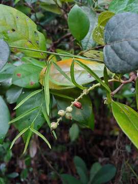 Coccoloba pyrifolia Desf. resmi