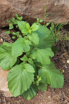 Imagem de Scrophularia laevigata Vahl