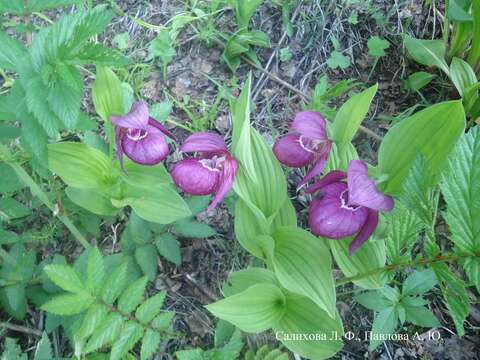 Image of Large-flowered Cypripedium