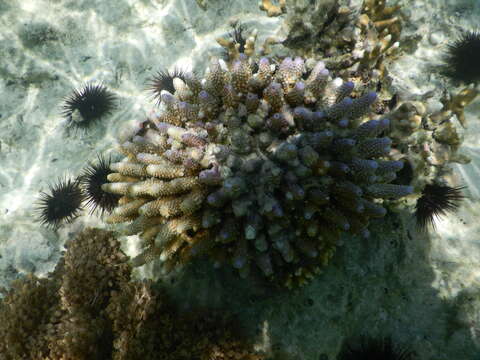 Image of Finger Coral