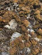 Image of grimmia dry rock moss