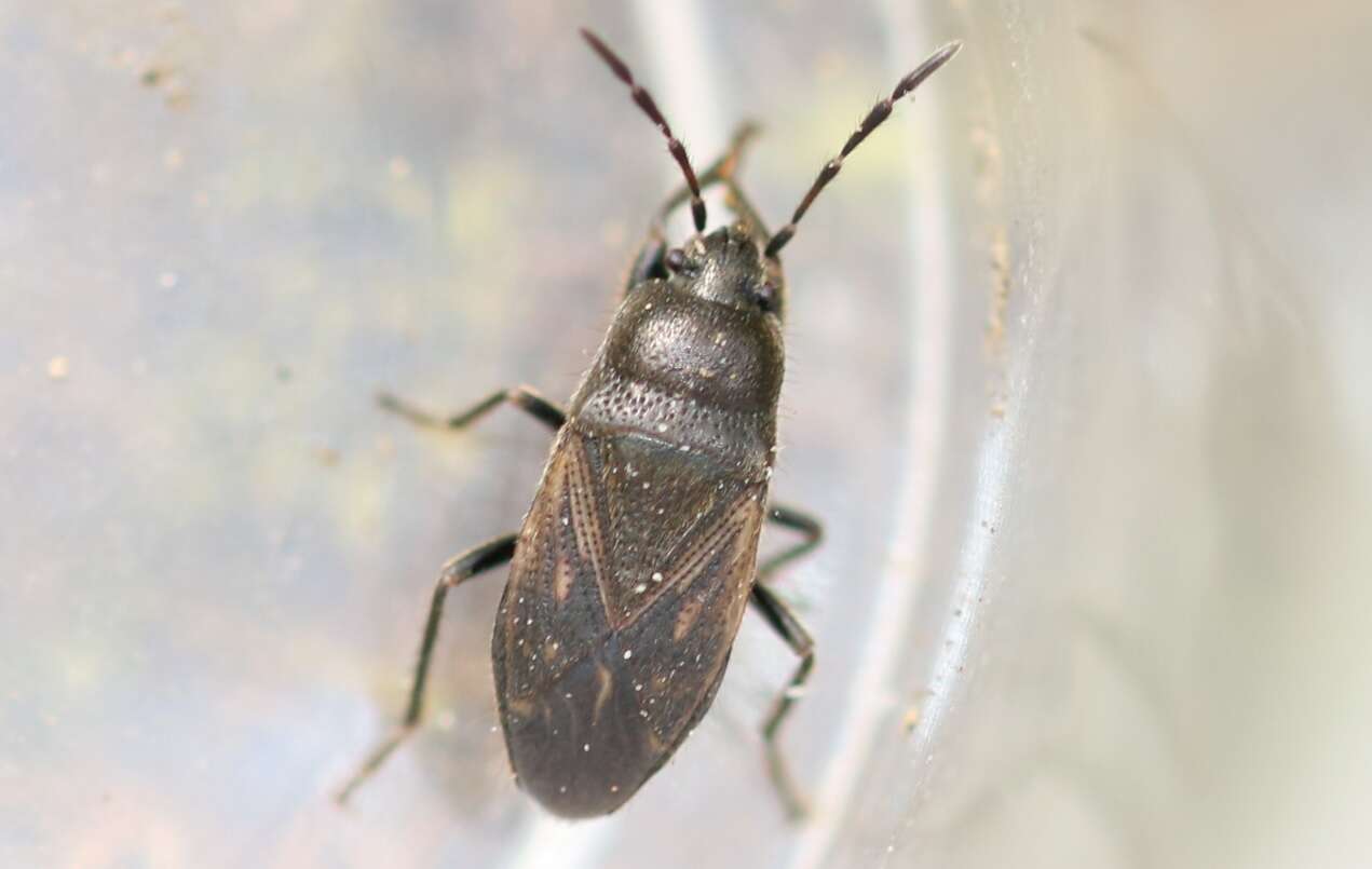 Megalonotus (Megalonotus) chiragrus (Fabricius & J. C. 1794) resmi