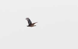 Image of Arabian Bustard