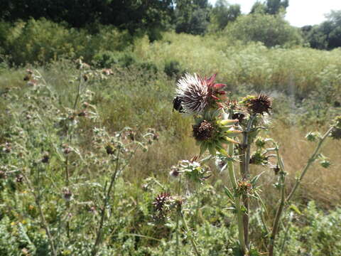 Image of Mt. Hamilton thistle