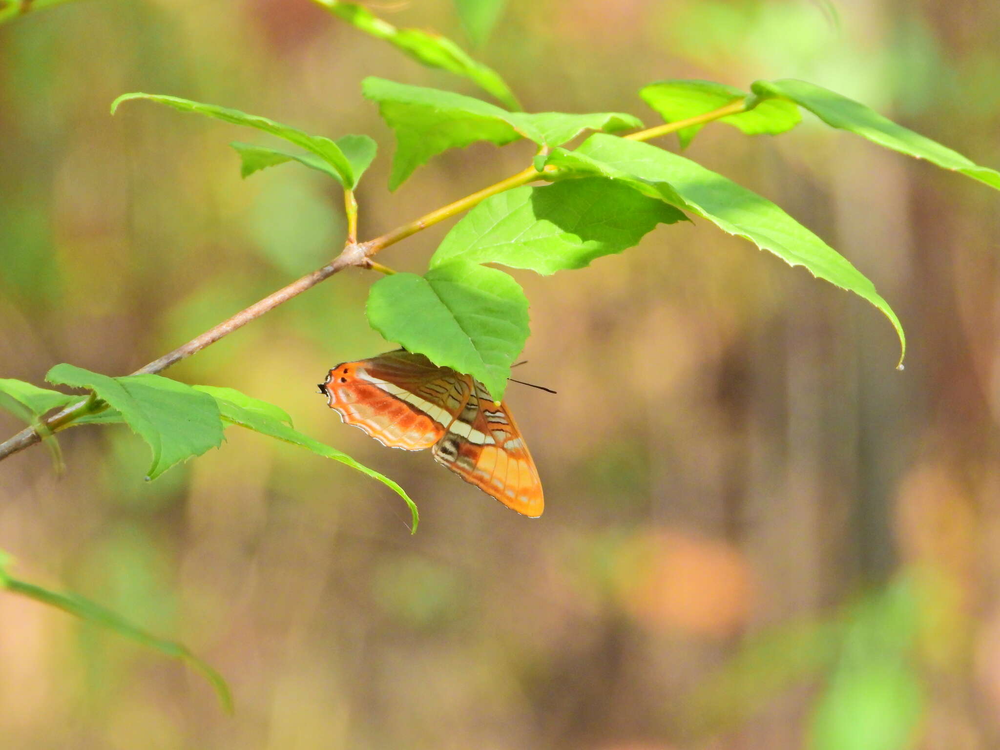 Image of Adelpha donysa