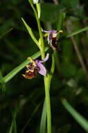 Image of Ophrys fuciflora subsp. candica E. Nelson ex Soó