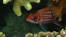 Image of Fine-lined Squirrelfish