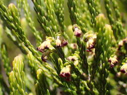 Plancia ëd Erica reunionensis E. G. H. Oliver