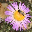 Image de Ashmeadiella bucconis denticulata