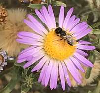 Imagem de Ashmeadiella bucconis denticulata