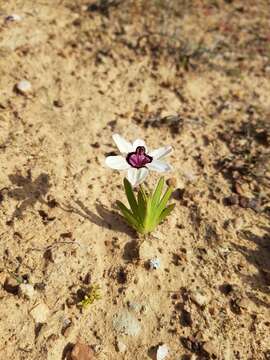 Image of Cape buttercup