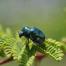 صورة <i>Ischiopachys bicolor</i>