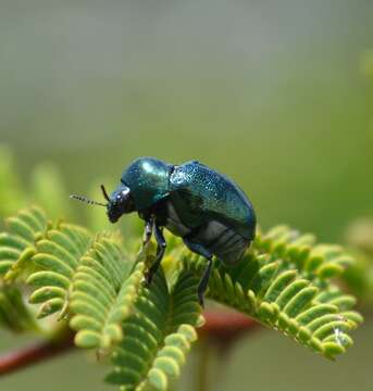 Image of <i>Ischiopachys bicolor</i>