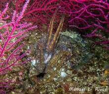 Image of Common Cuttlefish