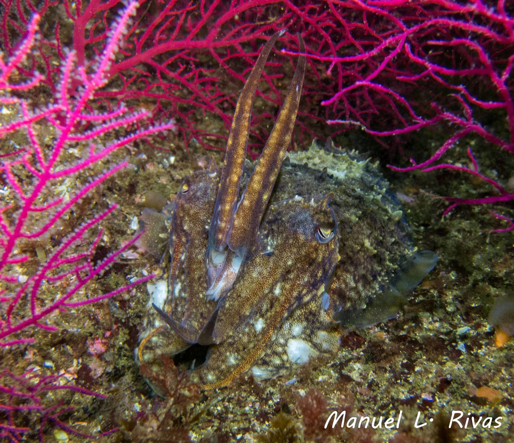 Image of Common Cuttlefish