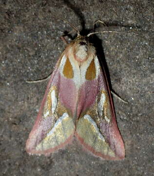 Image of gold moths