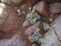 Image of Conophytum truncatum (Thunb.) N. E. Br.