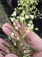 Imagem de Acacia linifolia (Vent.) Willd.