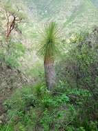 Слика од Yucca queretaroensis Piña Luján