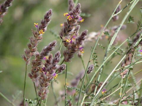 Image of Pringle's prairie clover