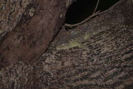 Image of New Caledonia Giant Gecko