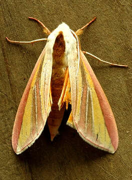 Image of Large candy-striped hawkmoth