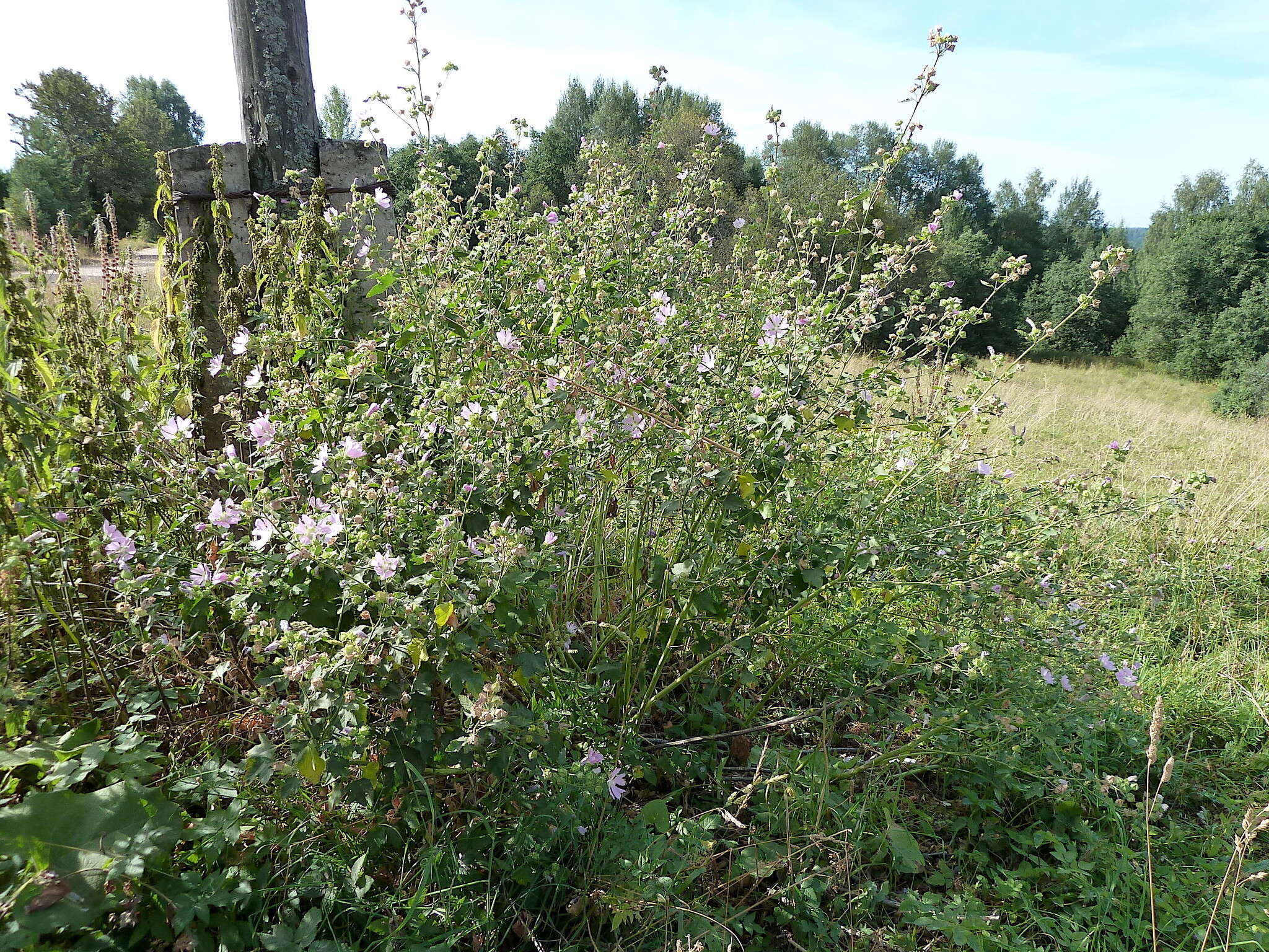 Image of Malva thuringiaca (L.) Vis.