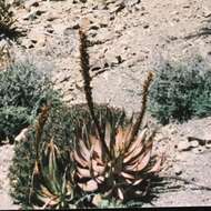 Image of Aloe microstigma subsp. microstigma