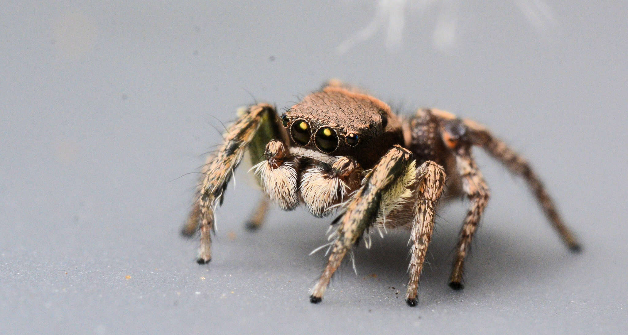 Image of Habronattus calcaratus agricola Griswold 1987