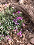 Imagem de Astragalus spatulatus Sheldon