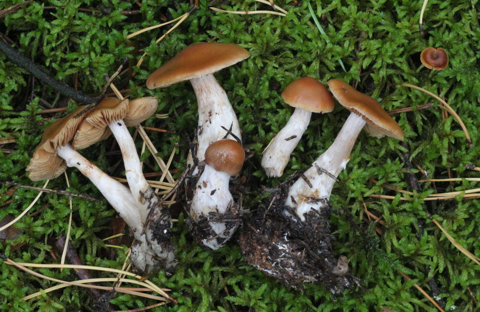 Слика од Cortinarius armeniacus (Schaeff.) Fr. 1838