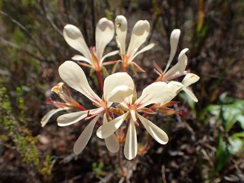 Image of Pelargonium carneum Jacq.