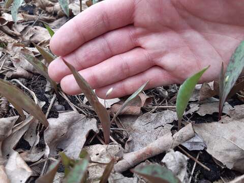 Image of Minnesota fawnlily