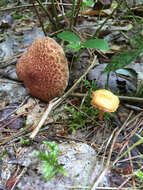 Image of Clinton’s boletus